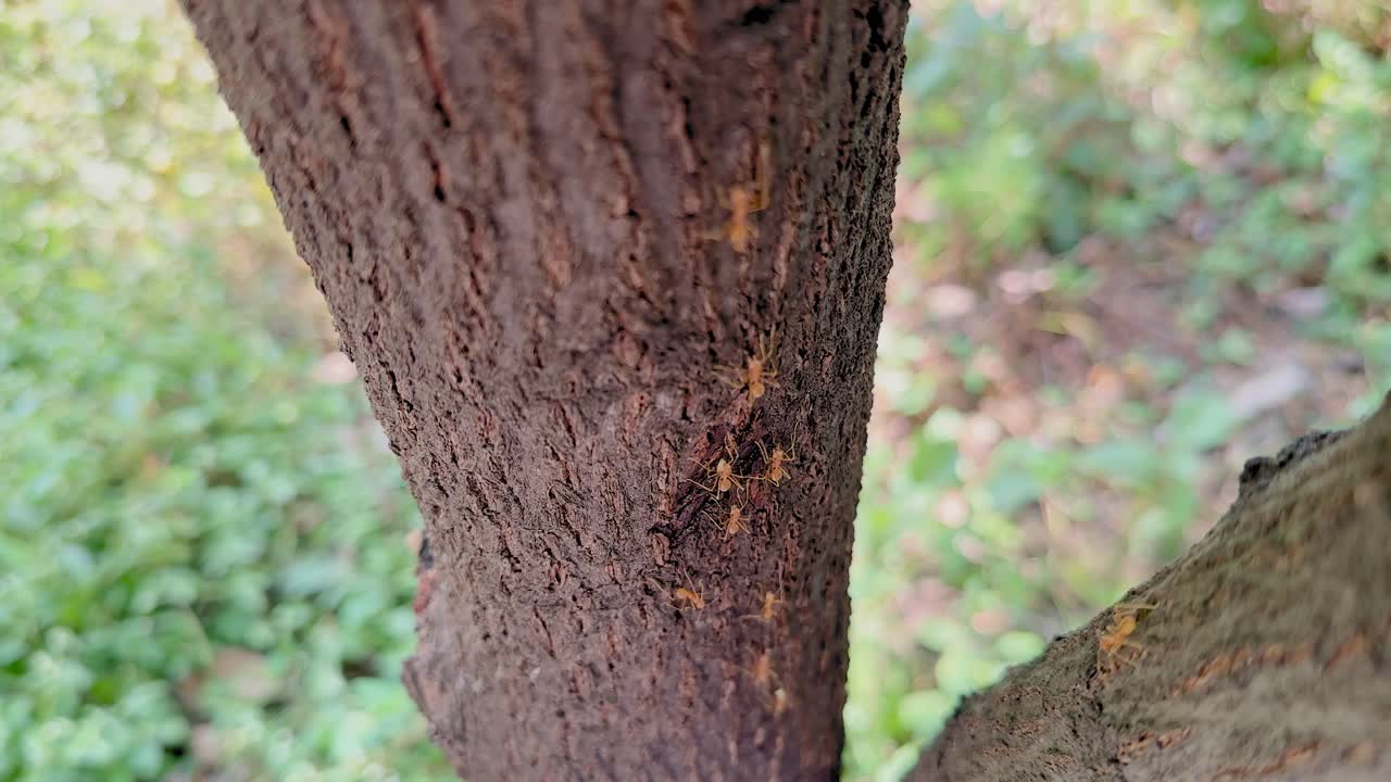 Primo piano di formiche che si muovono lungo la corteccia ruvida di un albero, minuscoli corpi che tracciano scanalature naturali, profondità di campo ridotta che sfoca il verde del suolo della foresta sullo sfondo nella luce soffusa del giorno, vista statica e scena calma