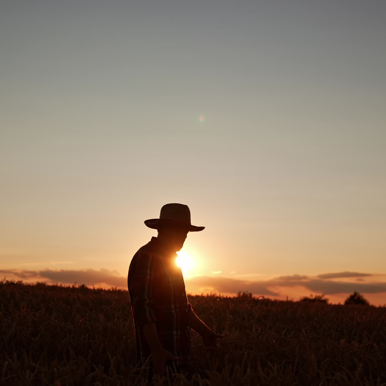 Dark male silhouette in a hat walking through the farmland at sunset. Skilled farmer looking at his field