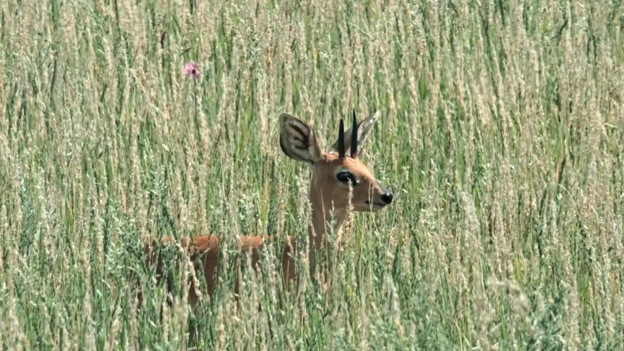 A beautiful Steenbok in tall, green grass in the Kalahari after the rains.