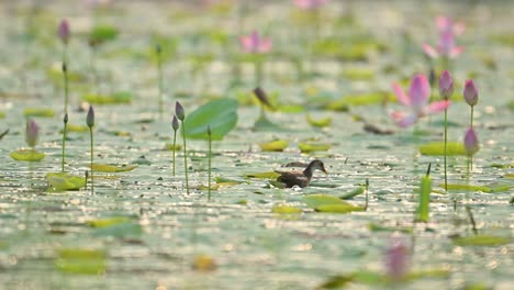 a common moorhen moves gracefully in soft morning light, surrounded by water lilies and glowing bokeh. a serene wetland moment capturing early day wildlife
