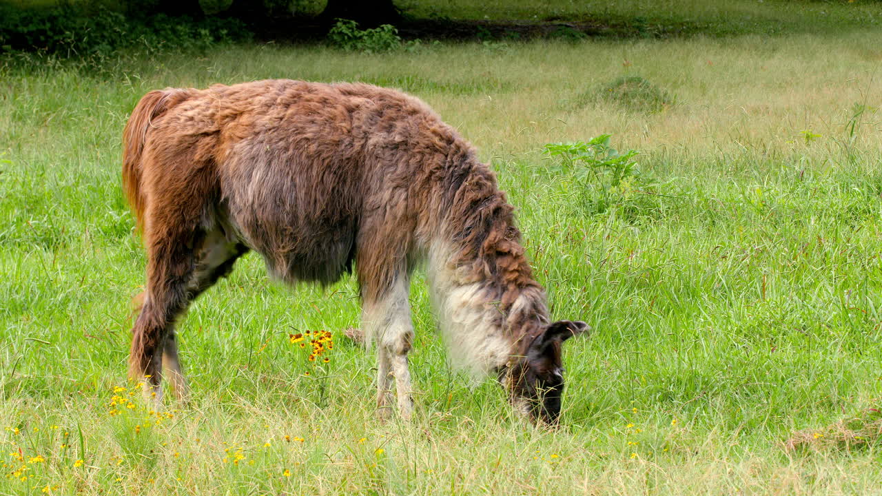 목초지에서 풀을 뜯는 라마
