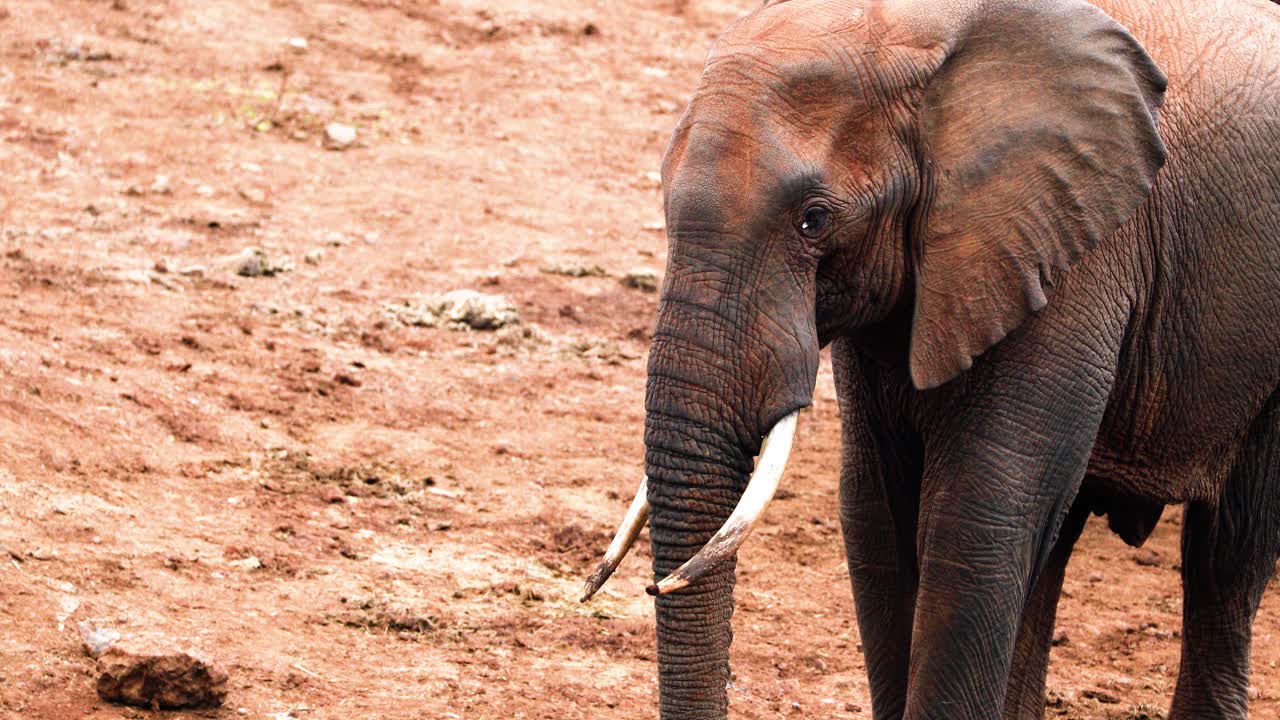 joven elefante de sabana africano en el parque nacional de aberdare en kenia, áfrica oriental