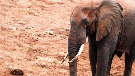 Junger-Afrikanischer-Savannenelefant-Im-Aberdare-Nationalpark-In-Kenia,-Ostafrika