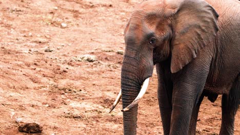 Young-African-Savanna-Elephant-At-Aberdare-National-Park-In-Kenya,-East-Africa