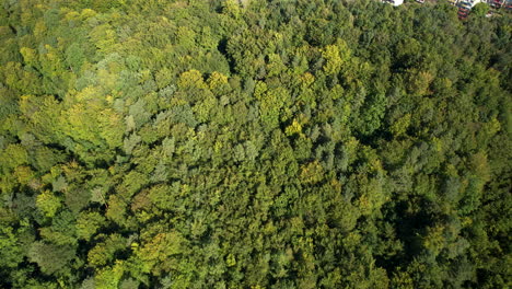 Bewaldeter-Wald-Mit-üppigem-Laub-In-Der-Nähe-Der-Stadt-Witomino,-Gdynia,-Polen