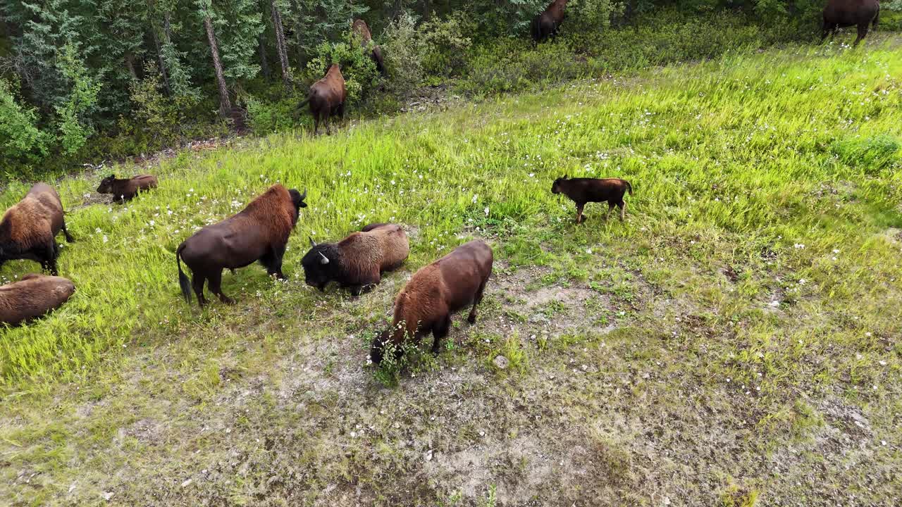 A close-up view of several bison, some standing and others resting, amidst a bright green meadow dotted with small white wildflowers. A forest edge is visible in Canada