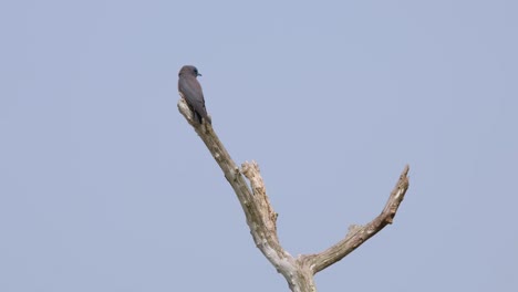 looking to the left and the right as seen from its back then flies away to catch an insect to eat, ashy woodswallow artamus fuscus, thailand