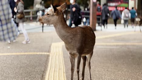 Un-Ciervo-Mirando-A-Su-Alrededor-En-El-Parque-Nara-En-Primavera