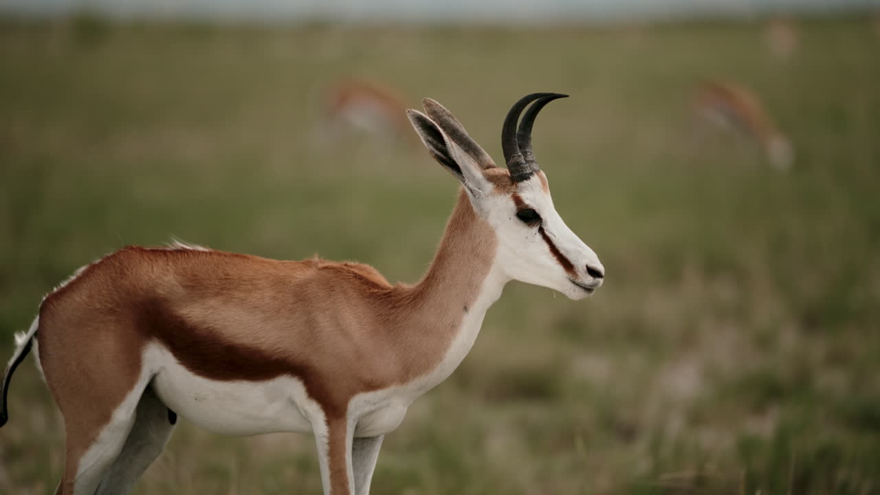 Springbok in the African Savanna