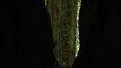 Tilt-up-trees-in-the-redwood-forest-of-California-