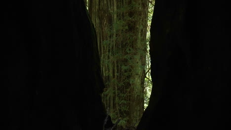 incline hacia arriba los árboles en el bosque de secuoyas de california