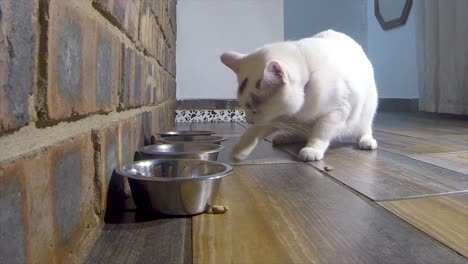 white domesticated feline cat eating pellets next to a silver bowl on the floor