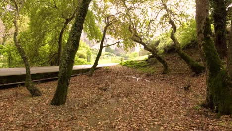 Antenne-über-Laub-Auf-Dem-Waldboden-1