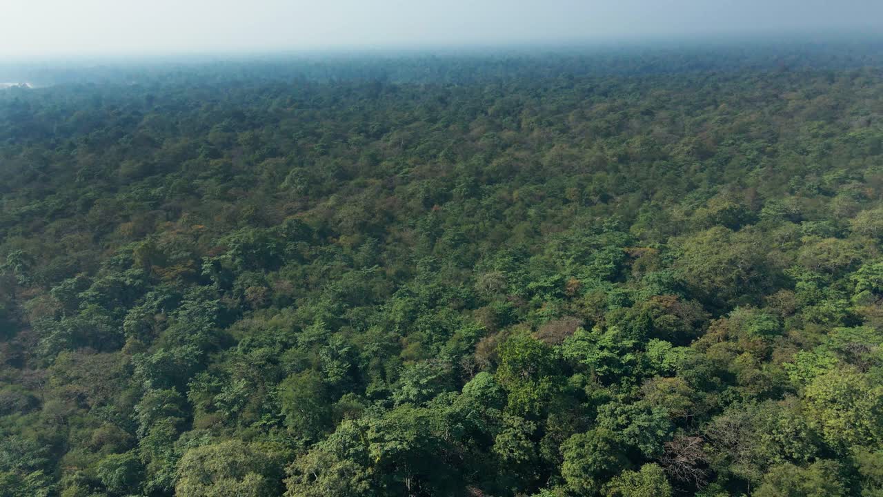 bosque denso y verde de nepal