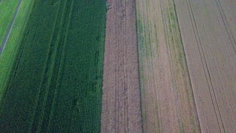 ascending over lined crop field during summer day in germany