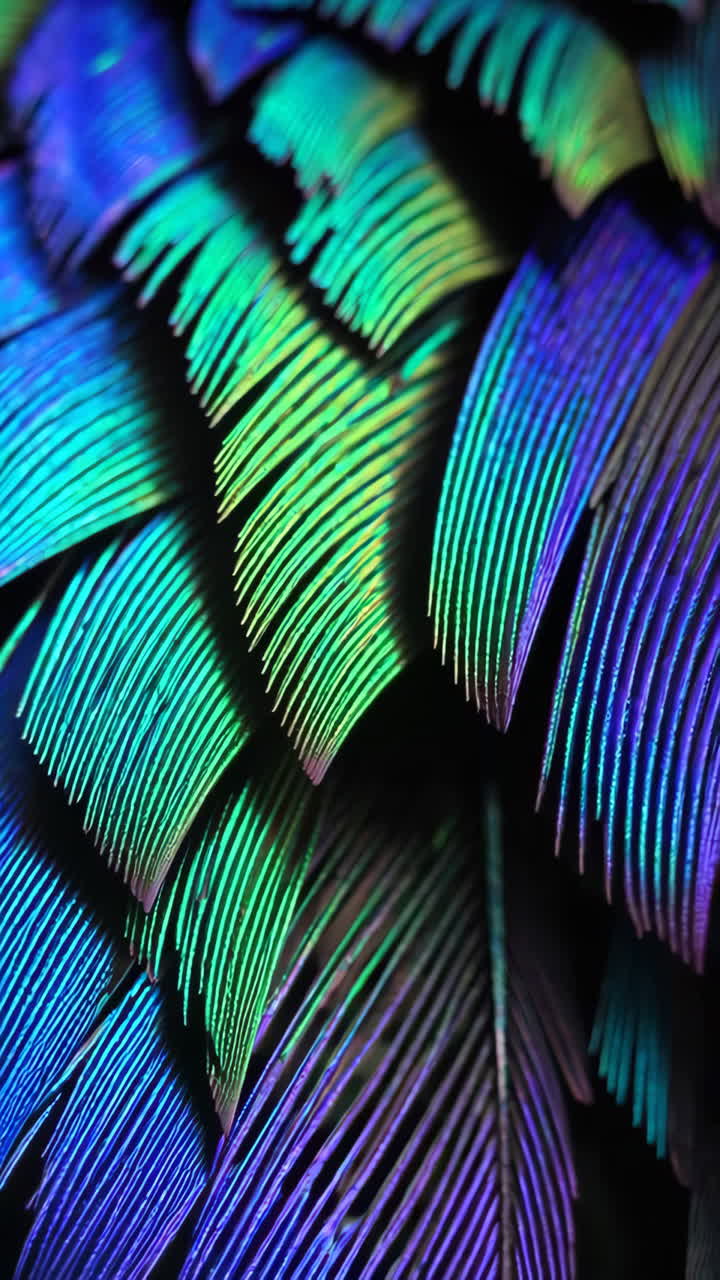 Vibrant Iridescent Feathers and Abstract Textures