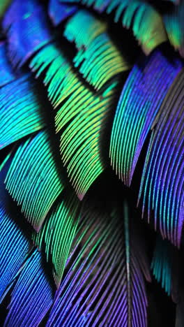 vibrant iridescent feathers and abstract textures