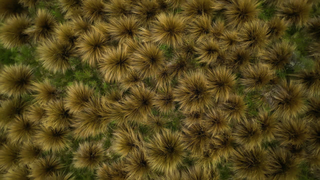 nativo de nueva zelanda, hierba de mechón rojo o chionochloa rubra disparada desde arriba en el área protegida de southland cerca de mossburn