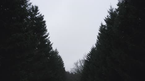 Absteigender-Blick-Durch-Baumwipfel-In-Einen-Dunklen-Wald-–-Ausleger-Nach-Unten-Geschossen