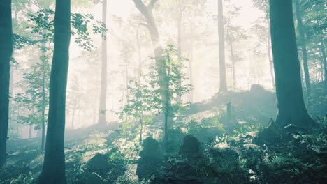 sunlight filters through trees in a misty forest during early morning hours