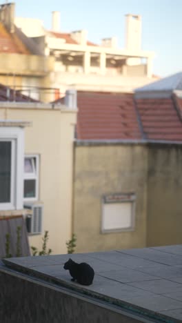 black cat on rooftop in european city