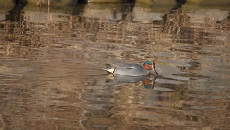 cerceta euroasiática nadando en el lago forrajeando - primer plano de seguimiento