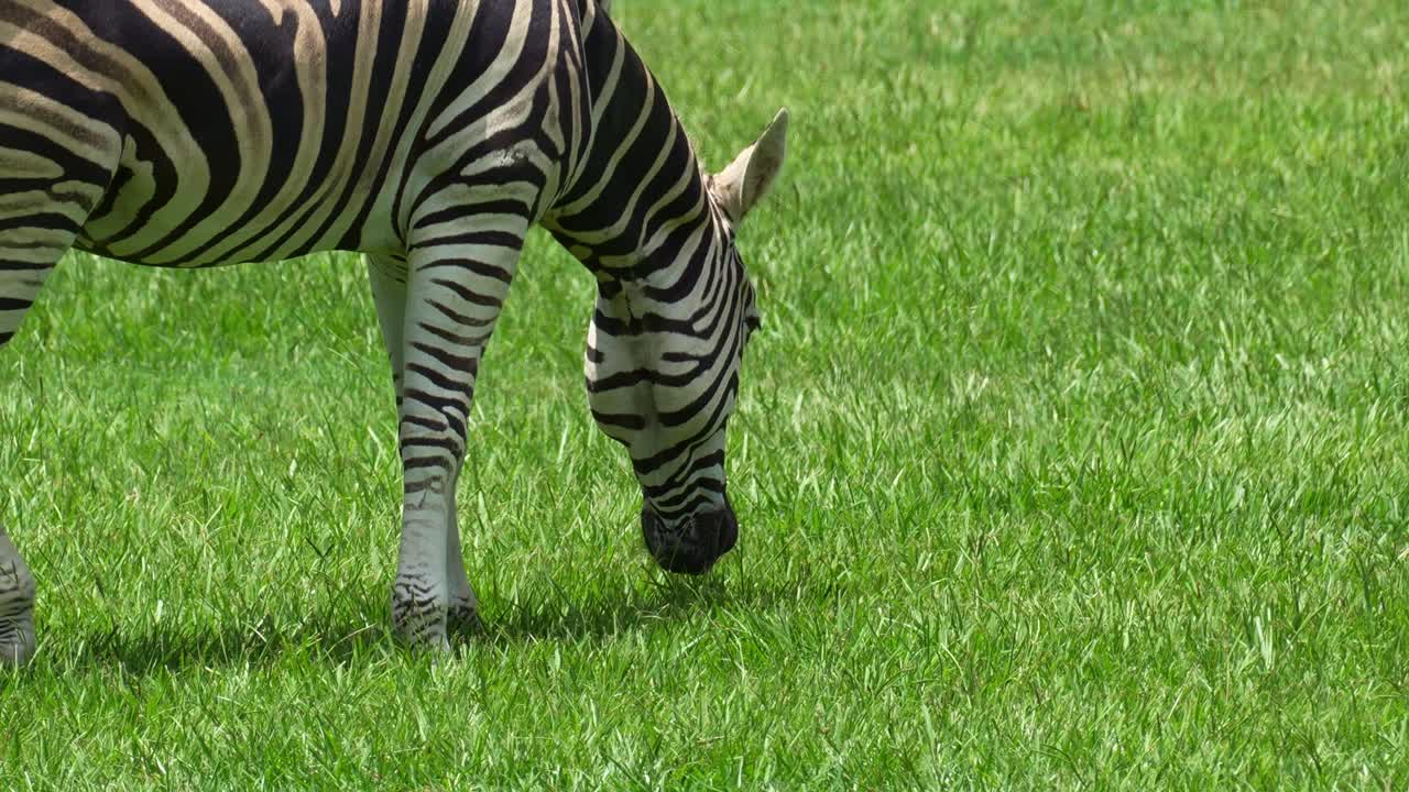 Nærbillede af en Steppezebra (Equus quagga), der græsser på grønt græs