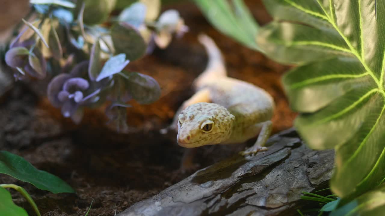 Leopard Gecko in Terrarium
