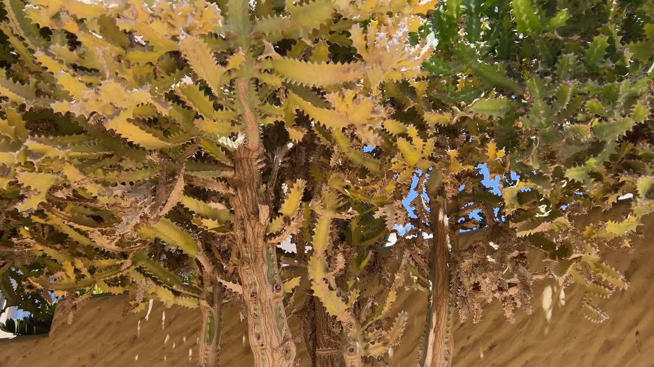 Panning shot across a large, mature Canary Island Spurge (Euphorbia canariensis), a cactus-like succulent native to Fuerteventura. For nature and botany concepts