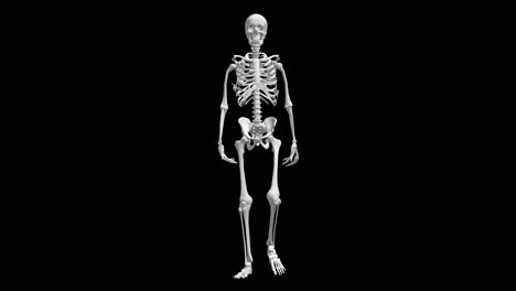 human skeleton anatomy illustration