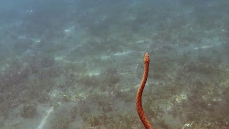 Ohrid-Schlange-Schwimmt-Im-Klaren-Und-Transparenten-Wasser-Des-Ohridsees-In-Mazedonien,-Aufgenommen-In-Zeitlupe