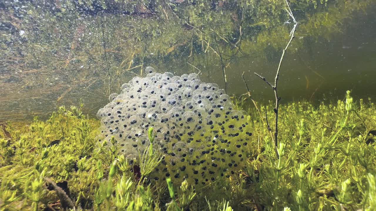 Moor frog (Rana arvalis) clutches of eggs on the bottom of clear-watered pond. Estonia.