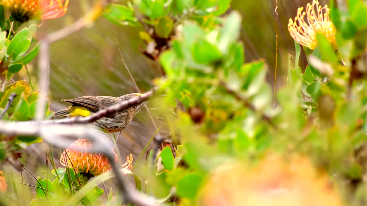 Cape Sugarbird Promerops cafer perched on pincushion collecting nectar, closeup