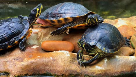 Tortugas-En-El-Zoológico-De-Lisboa,-Portugal-4k