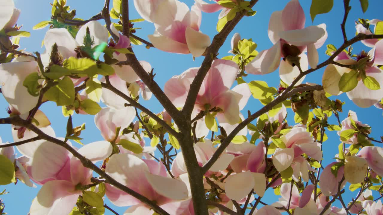 flores de primavera pacíficas en el viento