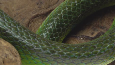 close-up of a green snake's scales coiled around wood
