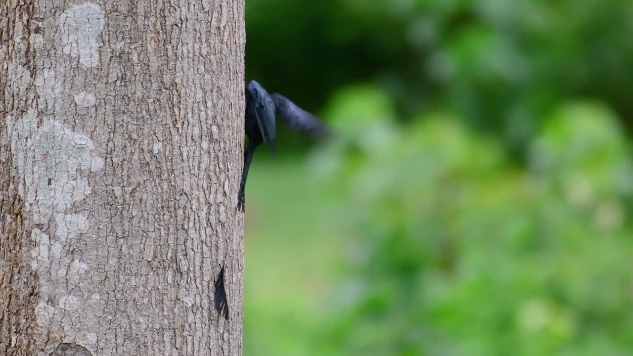 더 큰 라켓 꼬리 드론고는 라켓처럼 보이는 꼬리로 유명합니다.