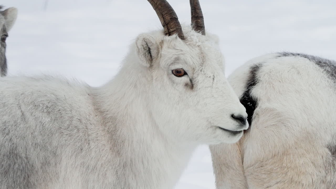 Owca Dalla w Parku Dzikiej Przyrody Jukonu w Whitehorse, Kanada – Zbliżenie.