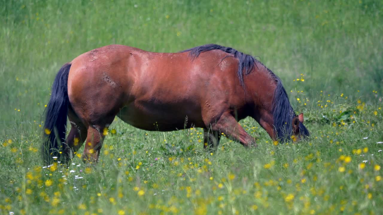 bonito caballo marrón pastando en el campo de hierba verde durante el día soleado en la naturaleza, de cerca