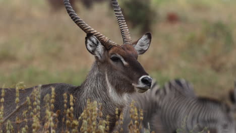 Einsamer-Wasserbock-Mit-Zebras-In-Der-Nähe-Eines-Wasserlochs-In-Tansania,-Afrika