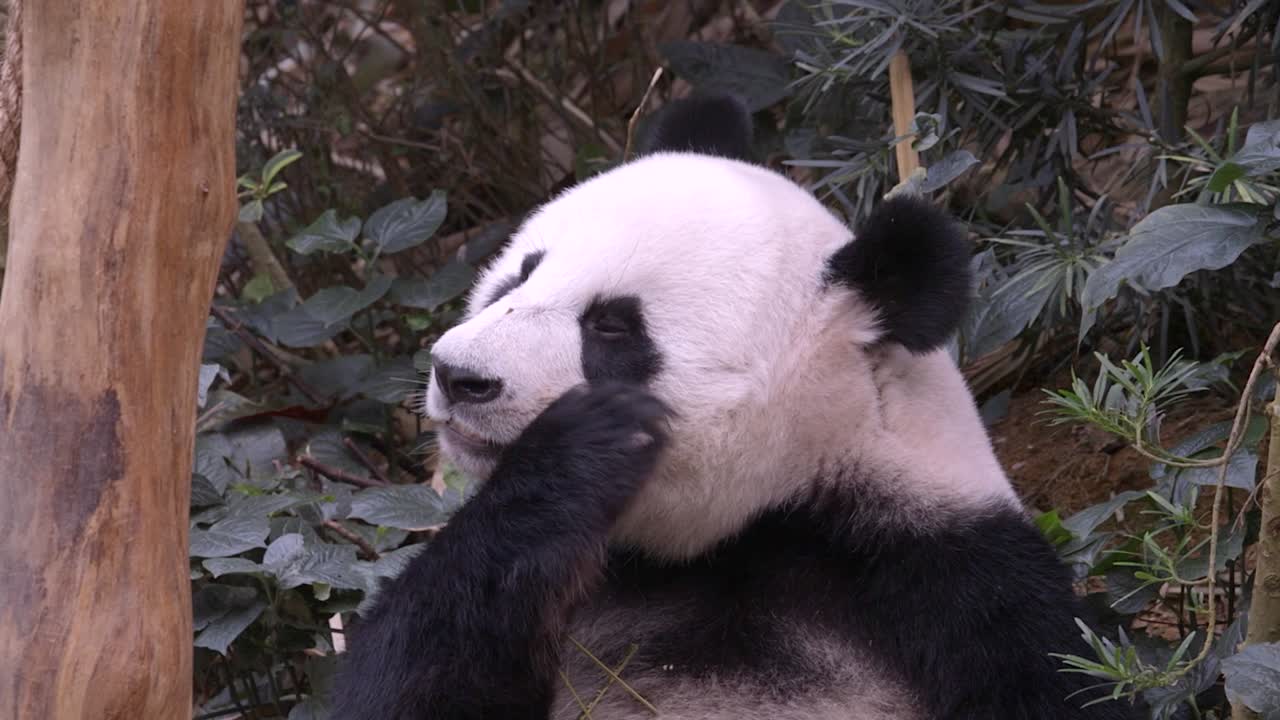 panda gigante hambriento comiendo bambú - primer plano