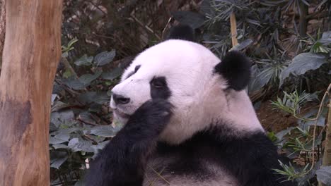 hungry giant panda eating bamboo - close up