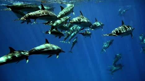 pod of bottlenose dolphins swimming underneath the blue ocean with sunlight reflecting on their gray skin