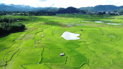vista aérea de un campo de arroz en arunachal pradesh