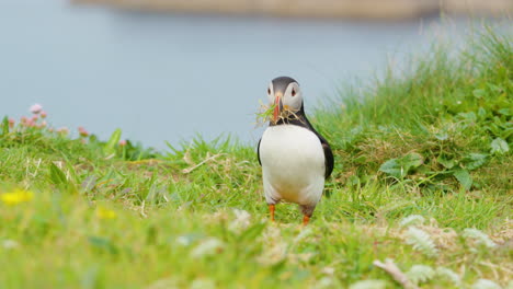 Atlantic-Puffin-on-Lunga-Island-with-nesting-material-in-beak