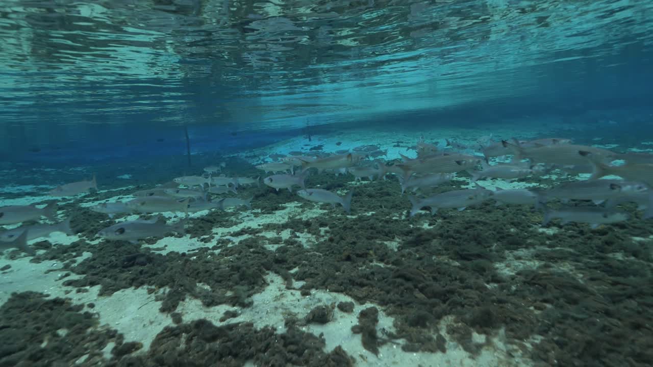 Underwater view of crystal-clear Florida spring with aquatic plants and sandy bottom in vibrant sunlight