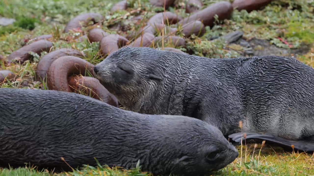 녹슨 사슬 사이의 풀밭에 있는 졸린 물개 두 마리