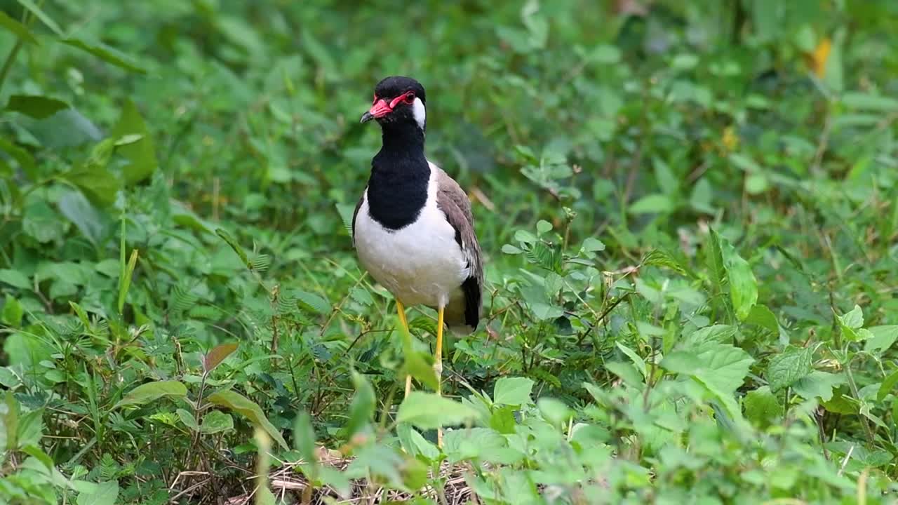 red-wattled lapwing은 태국에서 가장 흔한 새 중 하나입니다.