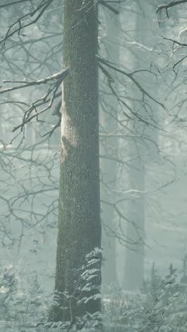 a mysterious foggy forest in winter