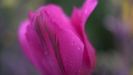 close up of a dreamy single tulip in the morning with dew droplets on it's delicate petals